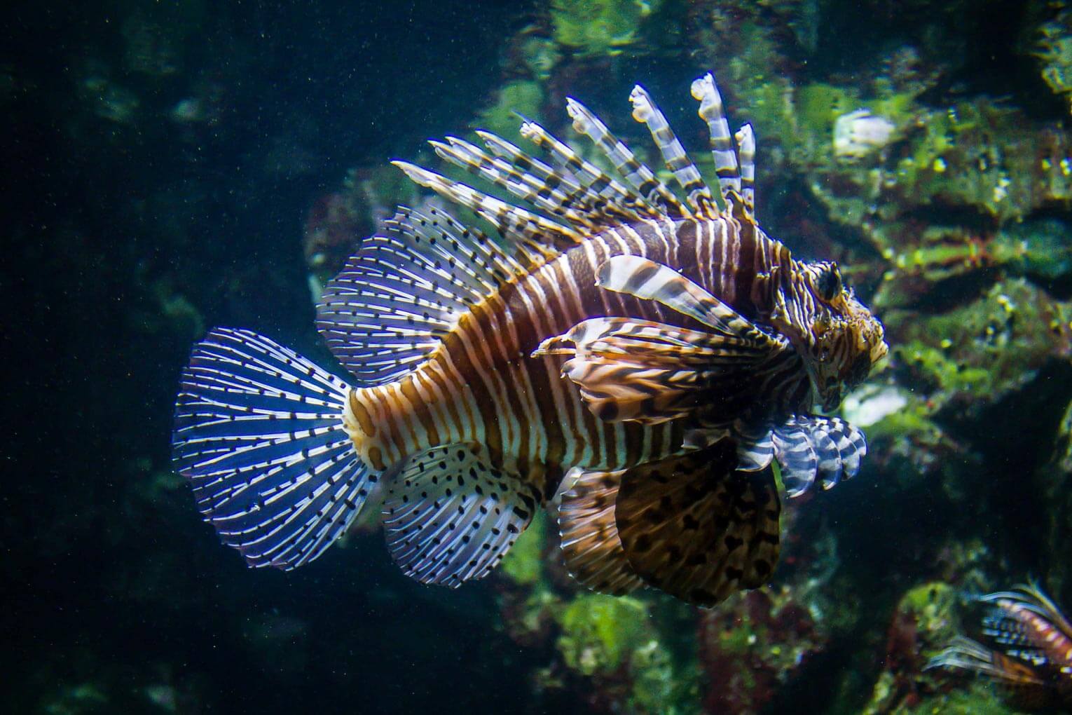 The 7 best scuba diving spots in Colombia travel guide The 7 best scuba diving spots in Colombia travel guide