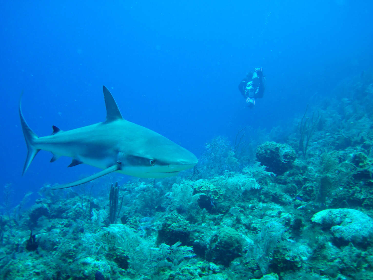 The 7 best scuba diving spots in Colombia travel guide The 7 best scuba diving spots in Colombia travel guide