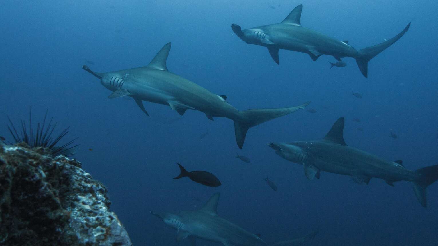 The 7 best scuba diving spots in Colombia travel guide The 7 best scuba diving spots in Colombia travel guide