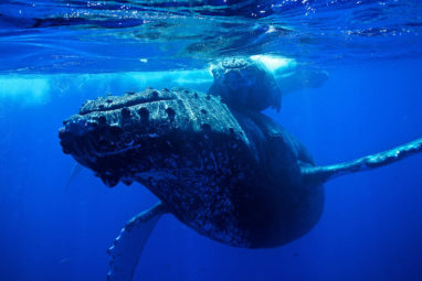 Scuba diving on the Pacific coast