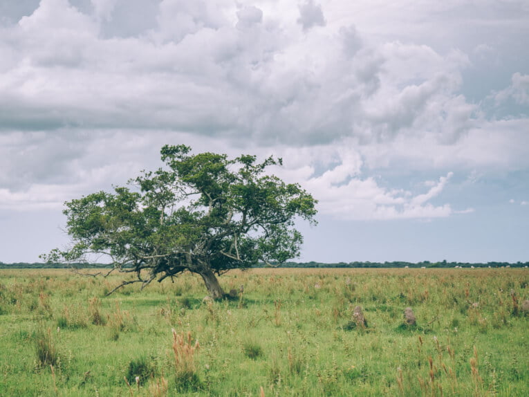 Visit Hato Los deseos travel guide: natural reserve in Casanare