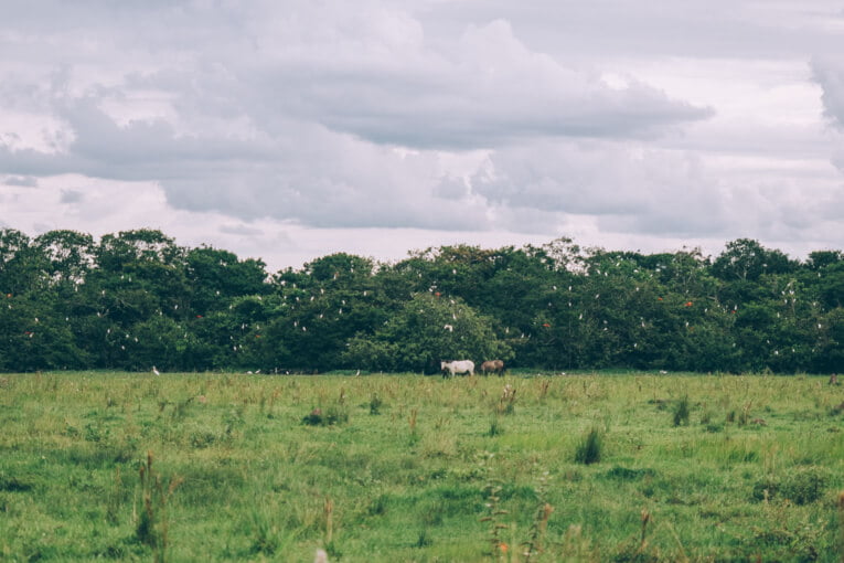 Visit Hato Los deseos travel guide: natural reserve in Casanare