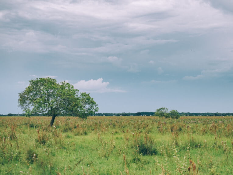 Visit Hato Los deseos travel guide: natural reserve in Casanare