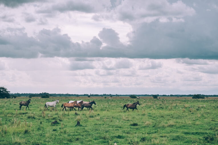 Visit Hato Los deseos travel guide: natural reserve in Casanare