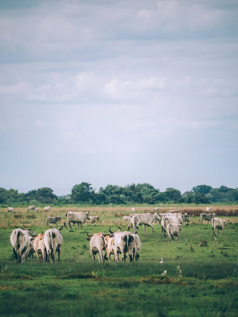 Visit Hato Los deseos travel guide: natural reserve in Casanare