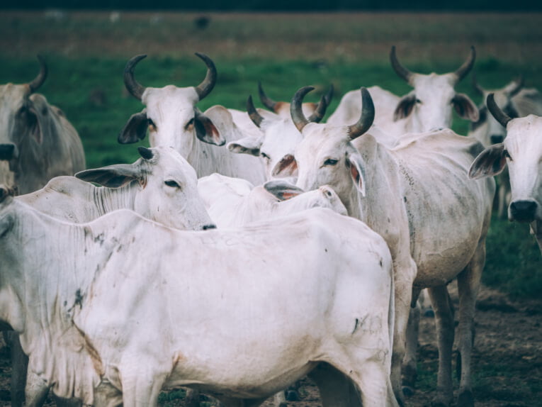 Visit Hato Los deseos travel guide: natural reserve in Casanare