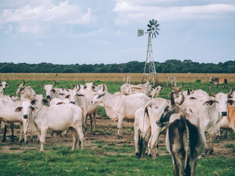 Visit Hato Los deseos travel guide: natural reserve in Casanare