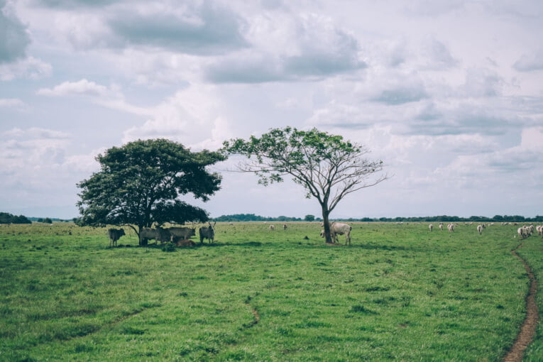 Visit Hato Los deseos travel guide: natural reserve in Casanare