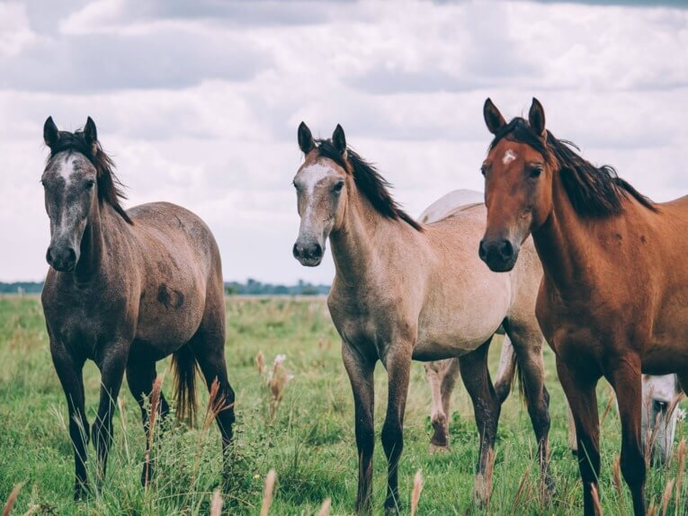 Visit Hato Los deseos travel guide: natural reserve in Casanare