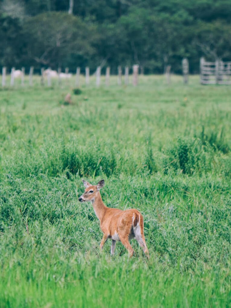 Visit Hato Los deseos travel guide: natural reserve in Casanare