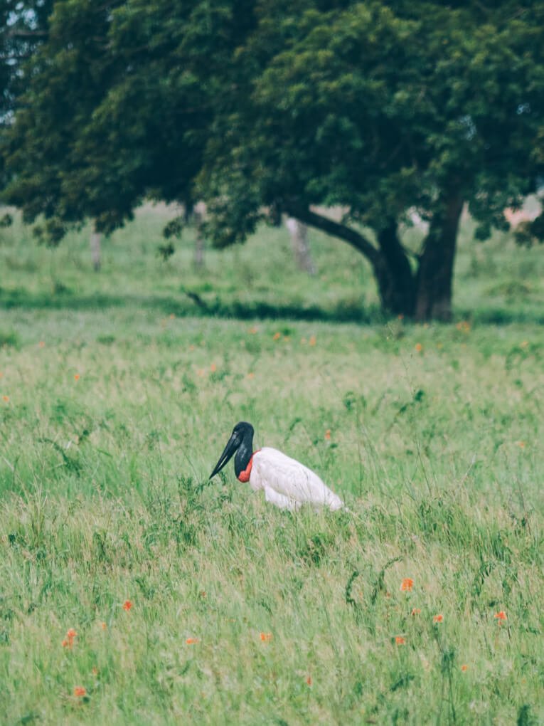Visit Hato Los deseos travel guide: natural reserve in Casanare