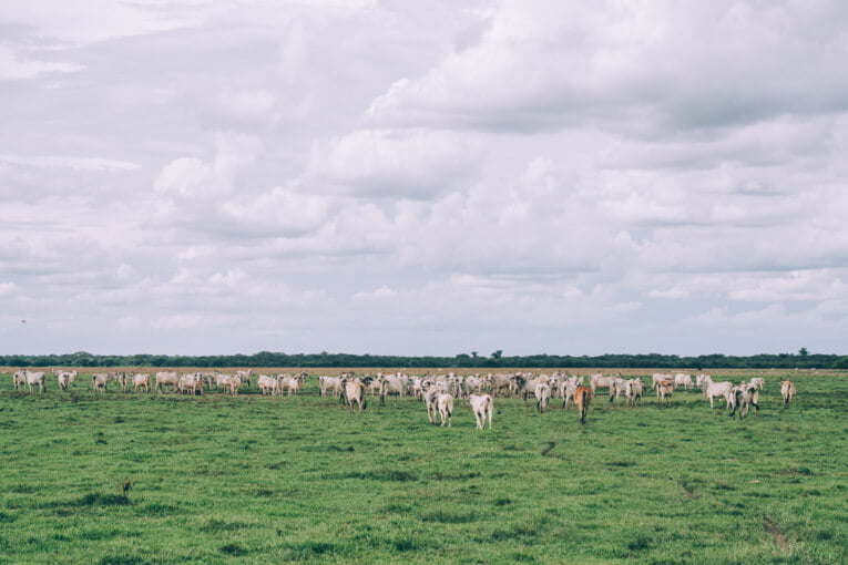Visit Hato Los deseos travel guide: natural reserve in Casanare