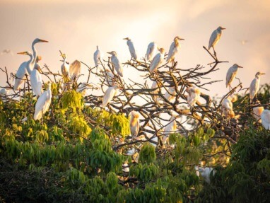 Visit Hato Las Gaviotas travel guide: Natural reserve in Casanare