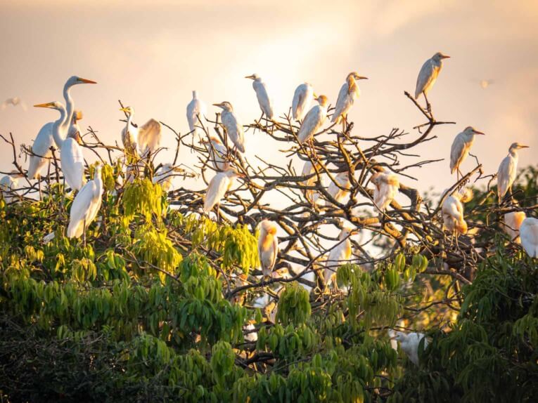 Visit Hato Las Gaviotas travel guide: Natural reserve in Casanare