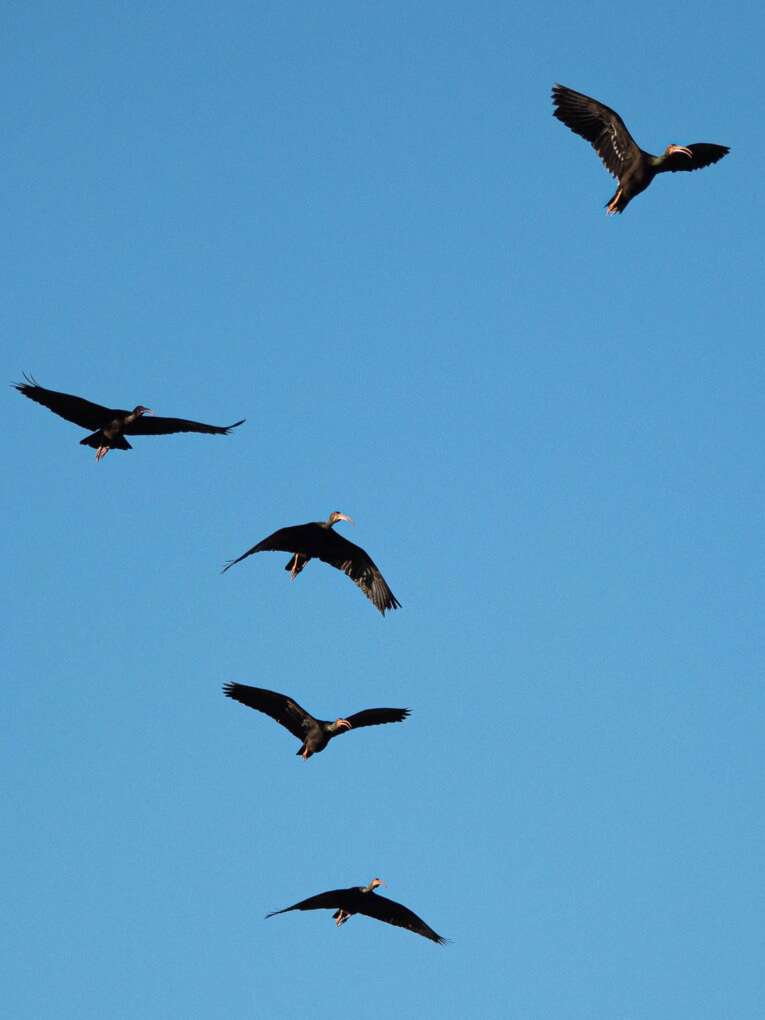 Visit Hato Las Gaviotas travel guide: Natural reserve in Casanare