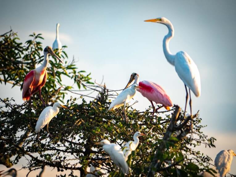 Visit Hato Las Gaviotas travel guide: Natural reserve in Casanare
