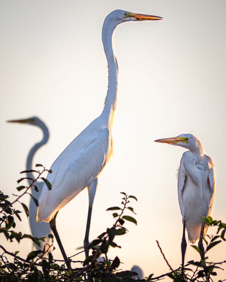 Visit Hato Las Gaviotas travel guide: Natural reserve in Casanare