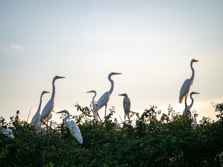 Visit Hato Las Gaviotas travel guide: Natural reserve in Casanare
