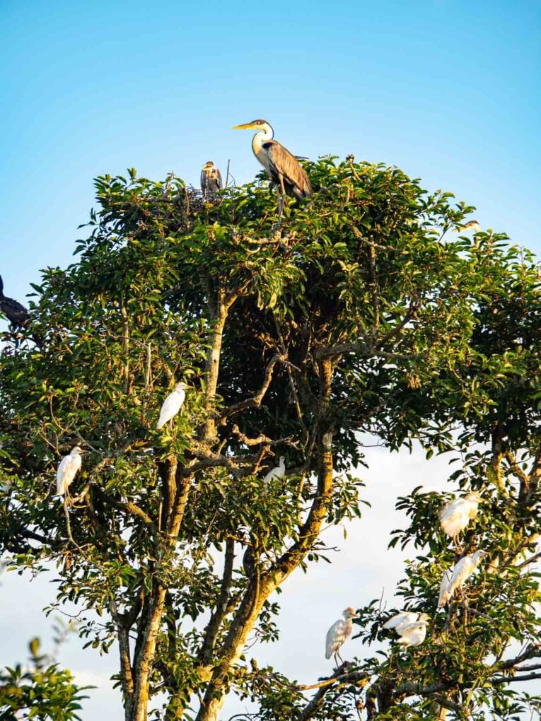 Visit Hato Las Gaviotas travel guide: Natural reserve in Casanare