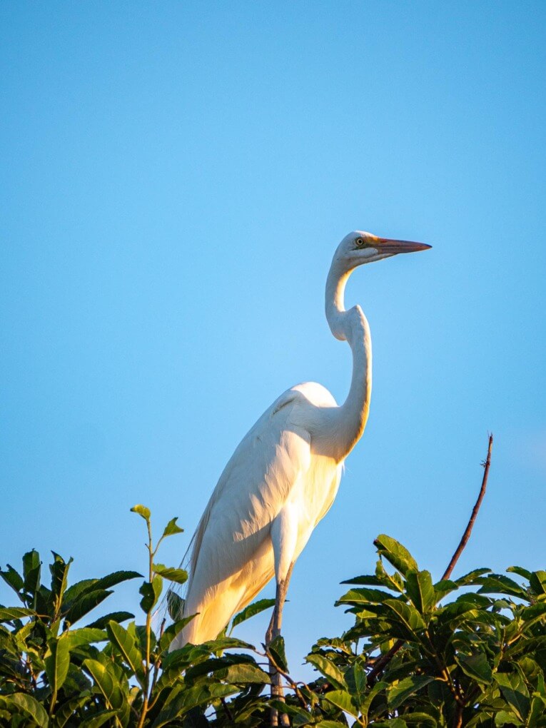 Visit Hato Las Gaviotas travel guide: Natural reserve in Casanare