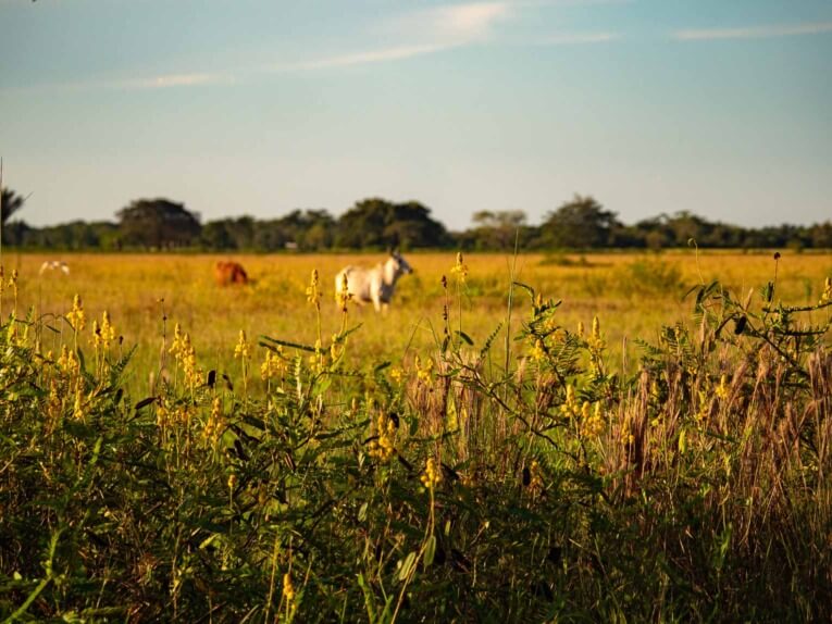 Visit Hato Las Gaviotas travel guide: Natural reserve in Casanare