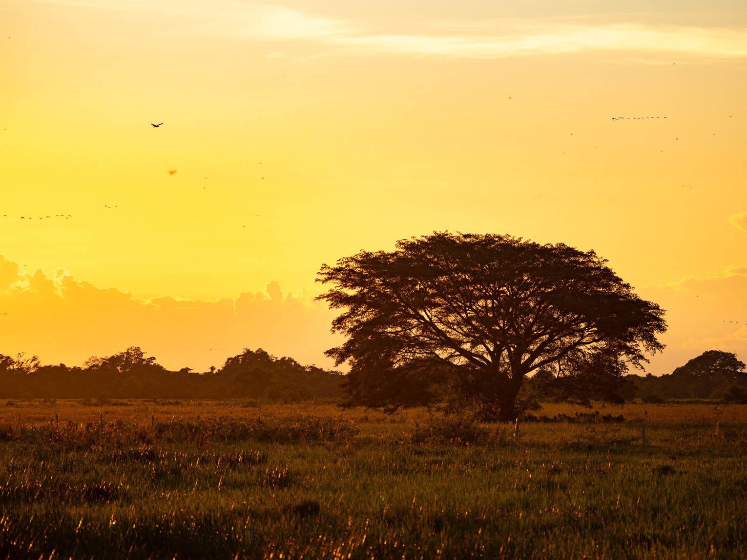 Visit Hato Las Gaviotas travel guide: Natural reserve in Casanare Visit Hato Las Gaviotas travel guide: Natural reserve in Casanare