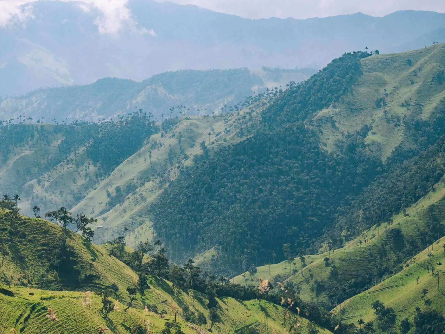 Carbonera Valley travel guide: visit the largest wax palm forest Carbonera Valley travel guide: visit the largest wax palm forest