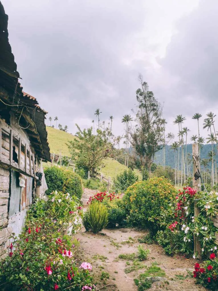 Vallée de la Carbonera (Tochecito), la plus grande forêt de palmiers de cire de Colombie