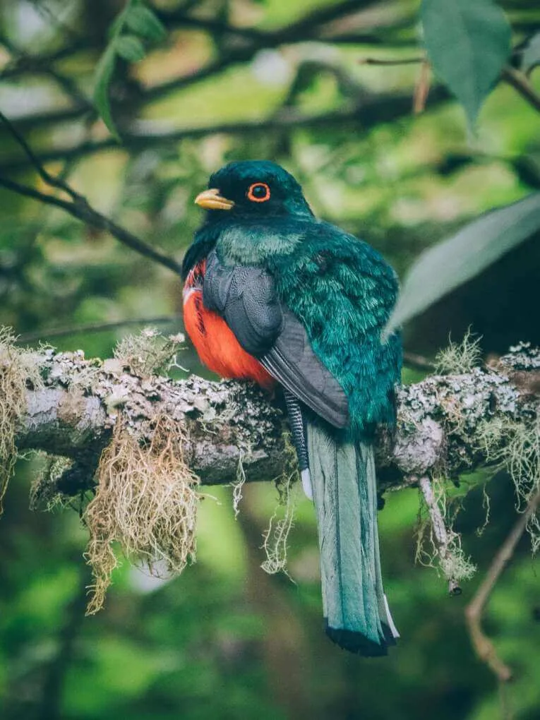 Vallée de la Carbonera (Tochecito), la plus grande forêt de palmiers de cire de Colombie
