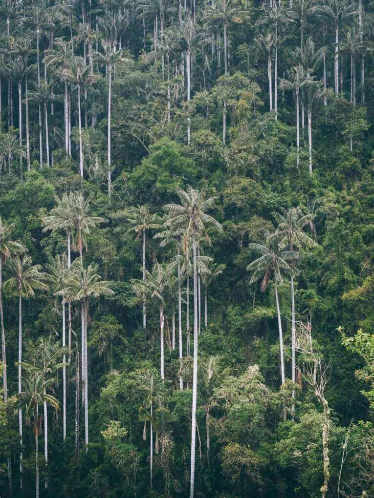 Vallée de la Carbonera (Tochecito), la plus grande forêt de palmiers de cire de Colombie