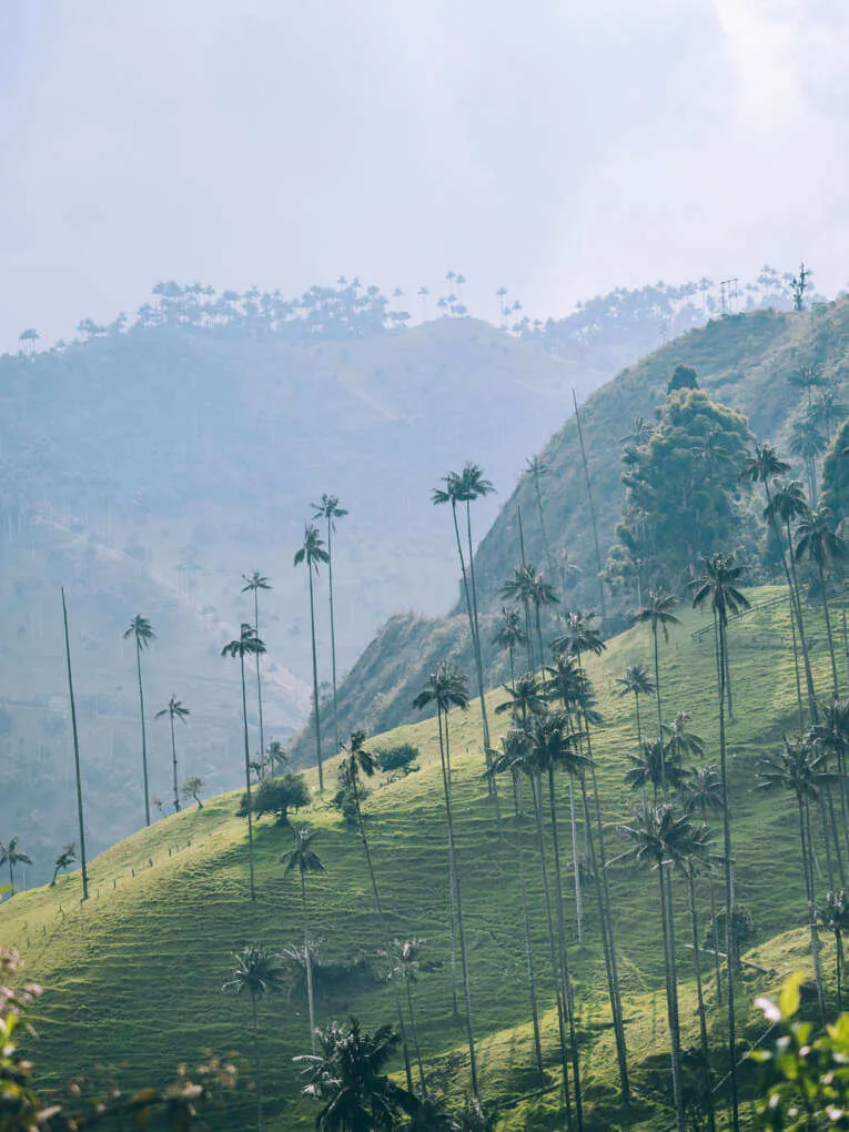 Vallée de la Carbonera (Tochecito), la plus grande forêt de palmiers de cire de Colombie