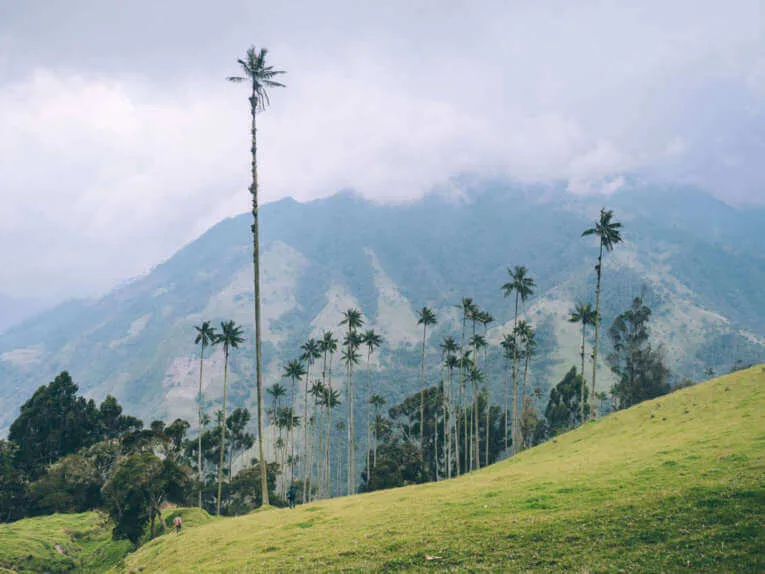Vallée de la Carbonera (Tochecito), la plus grande forêt de palmiers de cire de Colombie