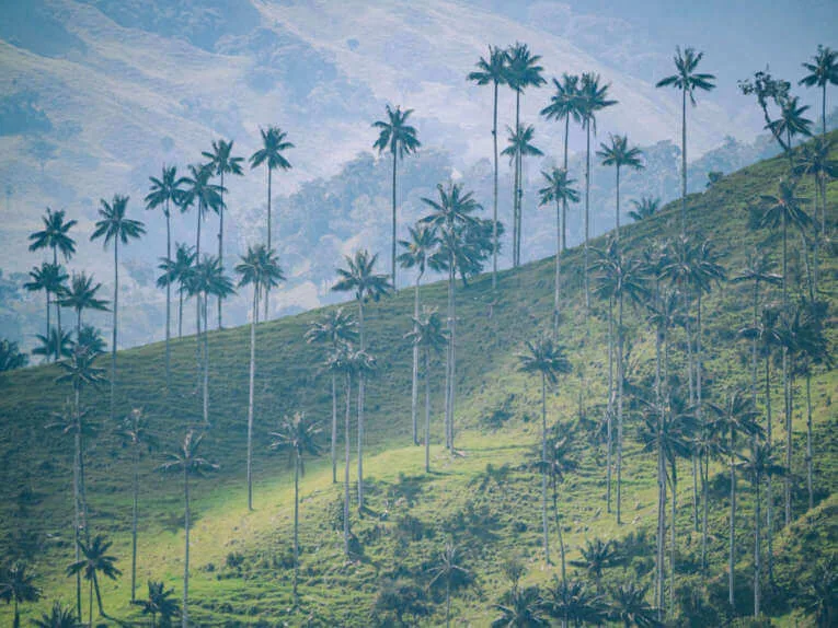 Vallée de la Carbonera (Tochecito), la plus grande forêt de palmiers de cire de Colombie