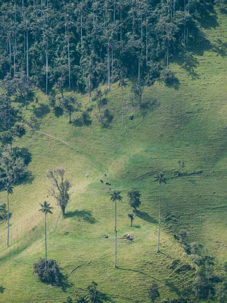 Vallée de la Carbonera (Tochecito), la plus grande forêt de palmiers de cire de Colombie