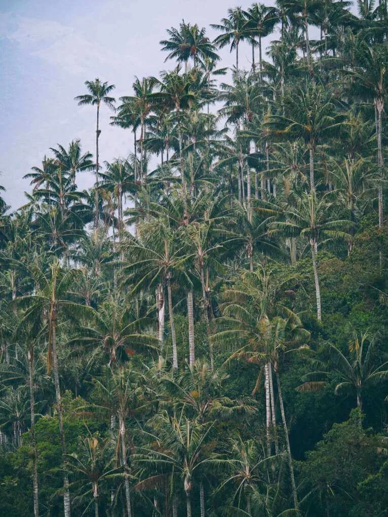 Vallée de la Carbonera (Tochecito), la plus grande forêt de palmiers de cire de Colombie