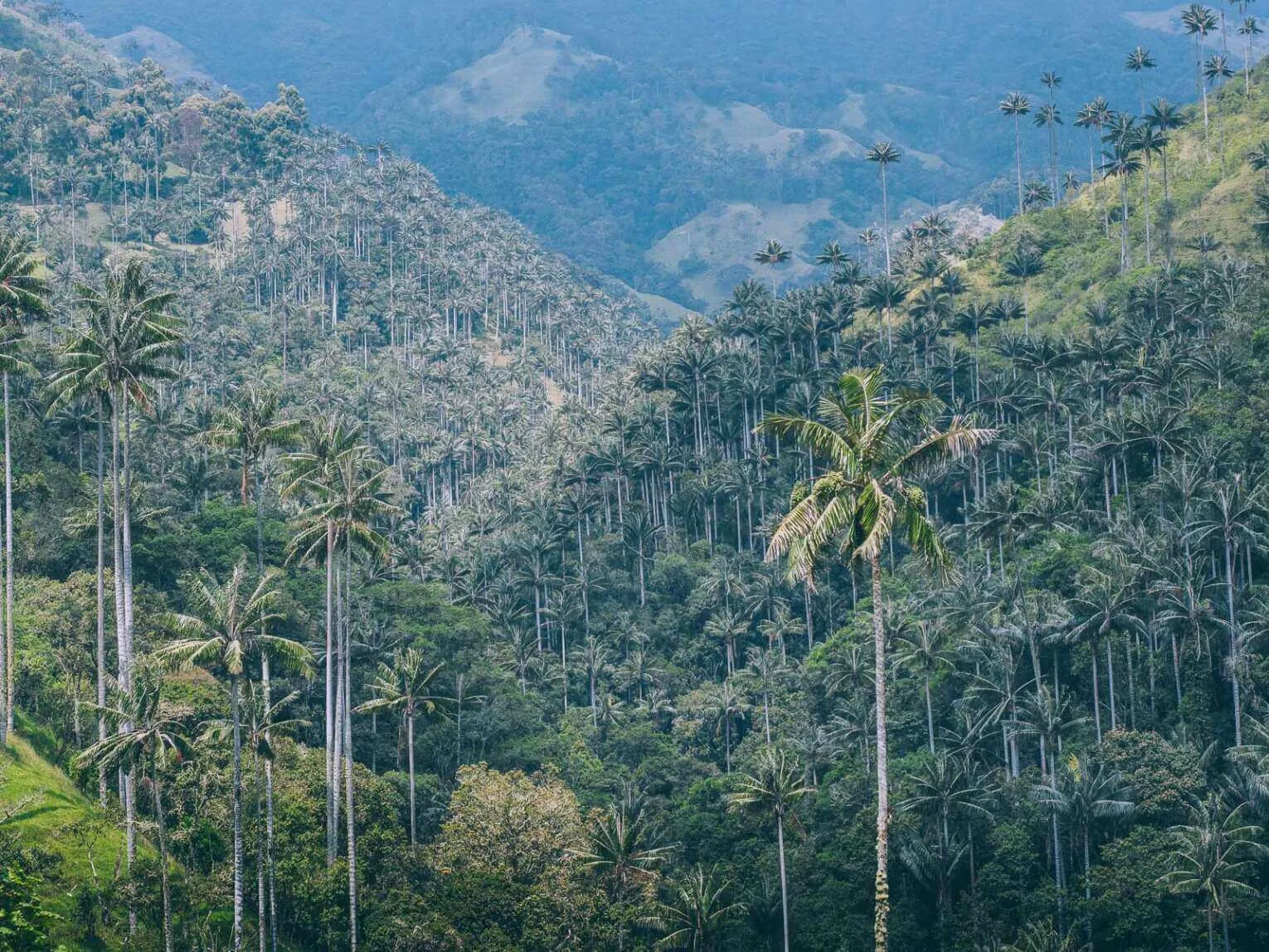Carbonera Valley travel guide: visit the largest wax palm forest Carbonera Valley travel guide: visit the largest wax palm forest