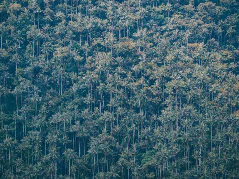 Vallée de la Carbonera (Tochecito), la plus grande forêt de palmiers de cire de Colombie