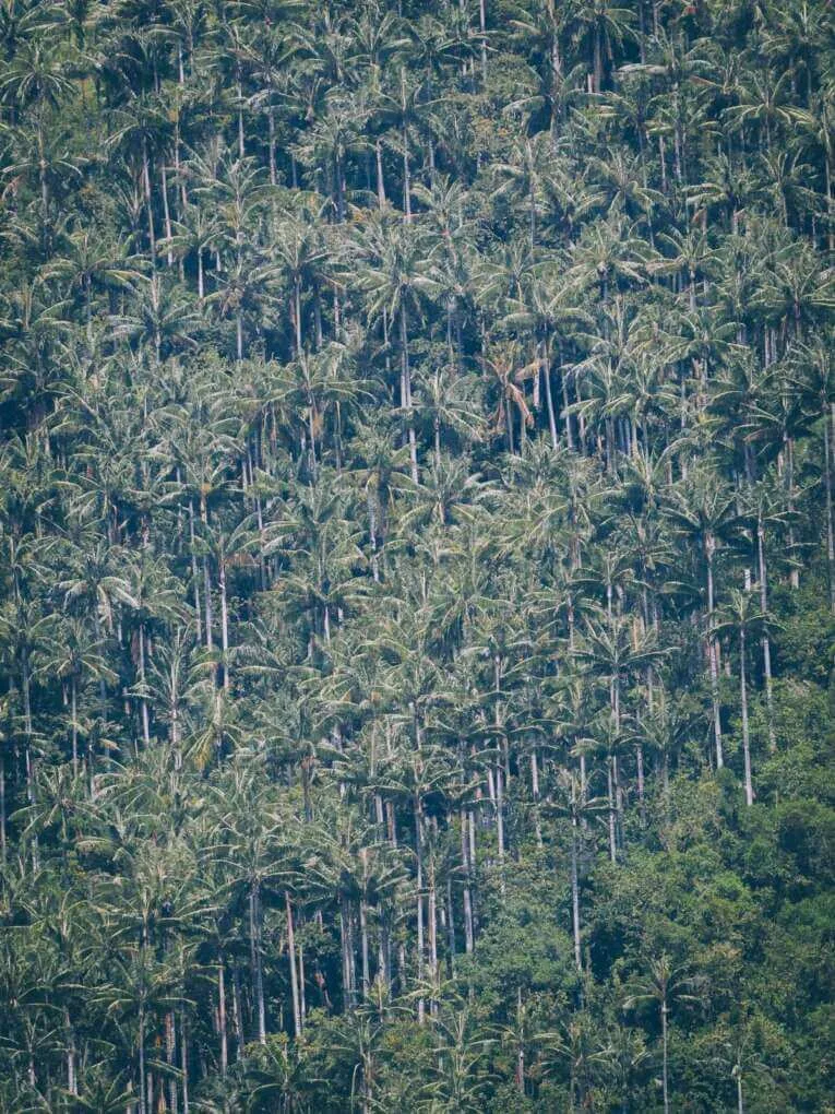 Vallée de la Carbonera (Tochecito), la plus grande forêt de palmiers de cire de Colombie
