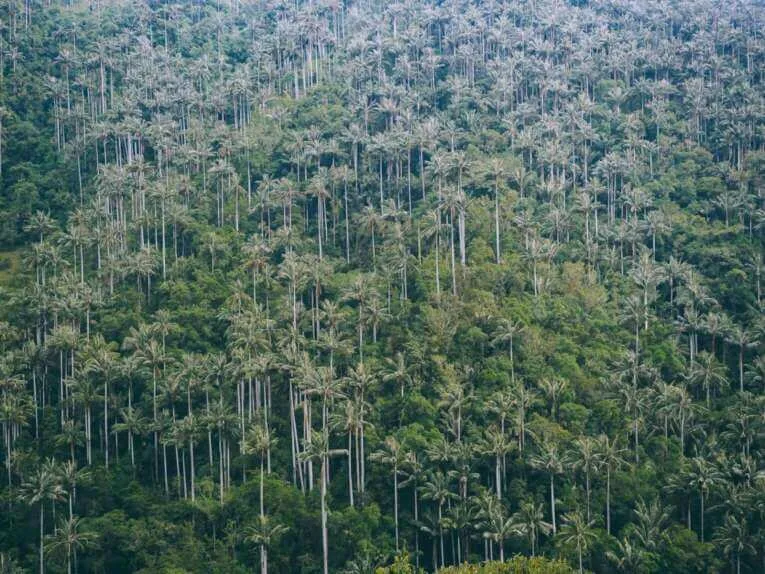 Vallée de la Carbonera (Tochecito), la plus grande forêt de palmiers de cire de Colombie