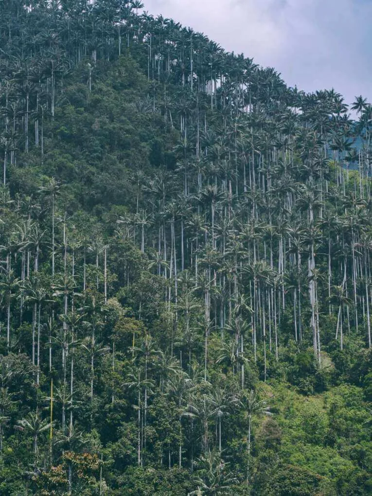 Vallée de la Carbonera (Tochecito), la plus grande forêt de palmiers de cire de Colombie