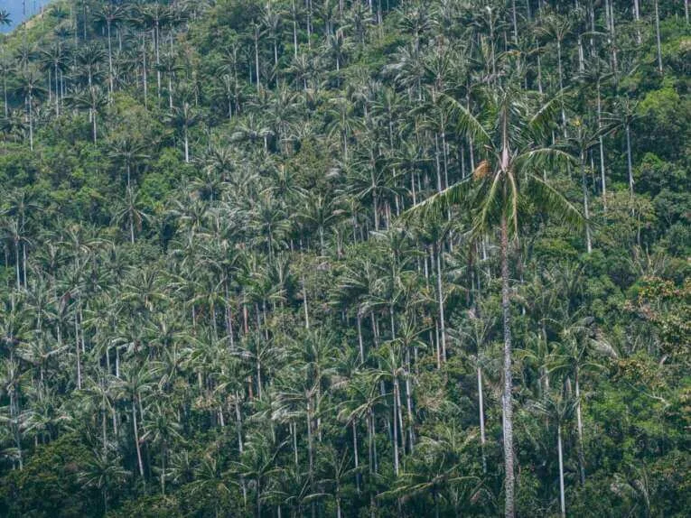 Vallée de la Carbonera (Tochecito), la plus grande forêt de palmiers de cire de Colombie