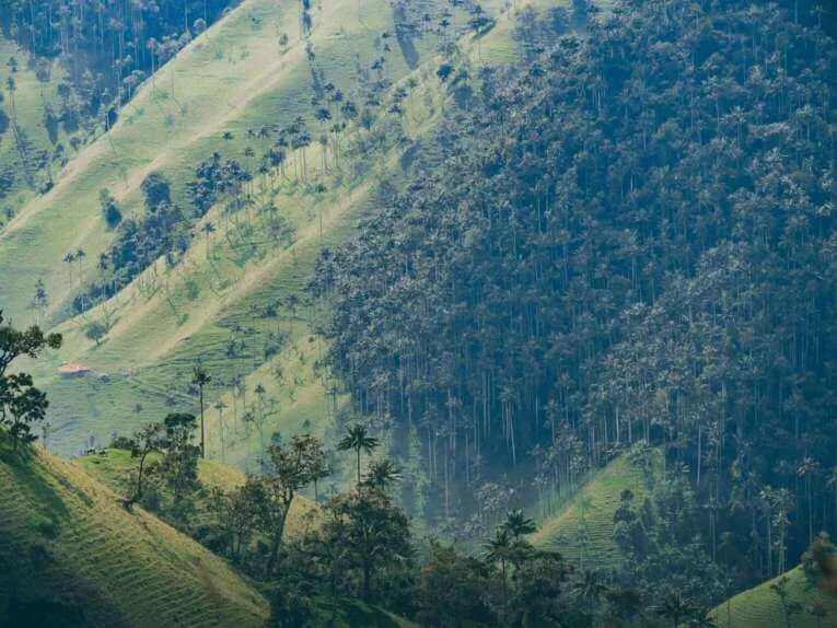 Vallée de la Carbonera (Tochecito), la plus grande forêt de palmiers de cire de Colombie
