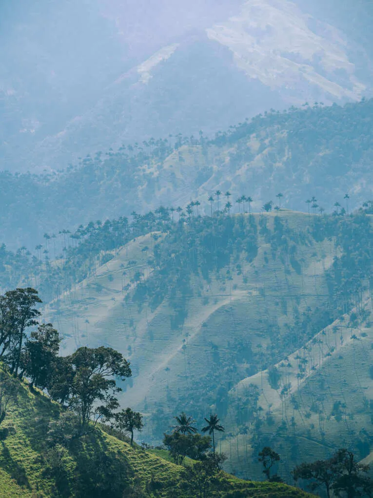 Vallée de la Carbonera (Tochecito), la plus grande forêt de palmiers de cire de Colombie