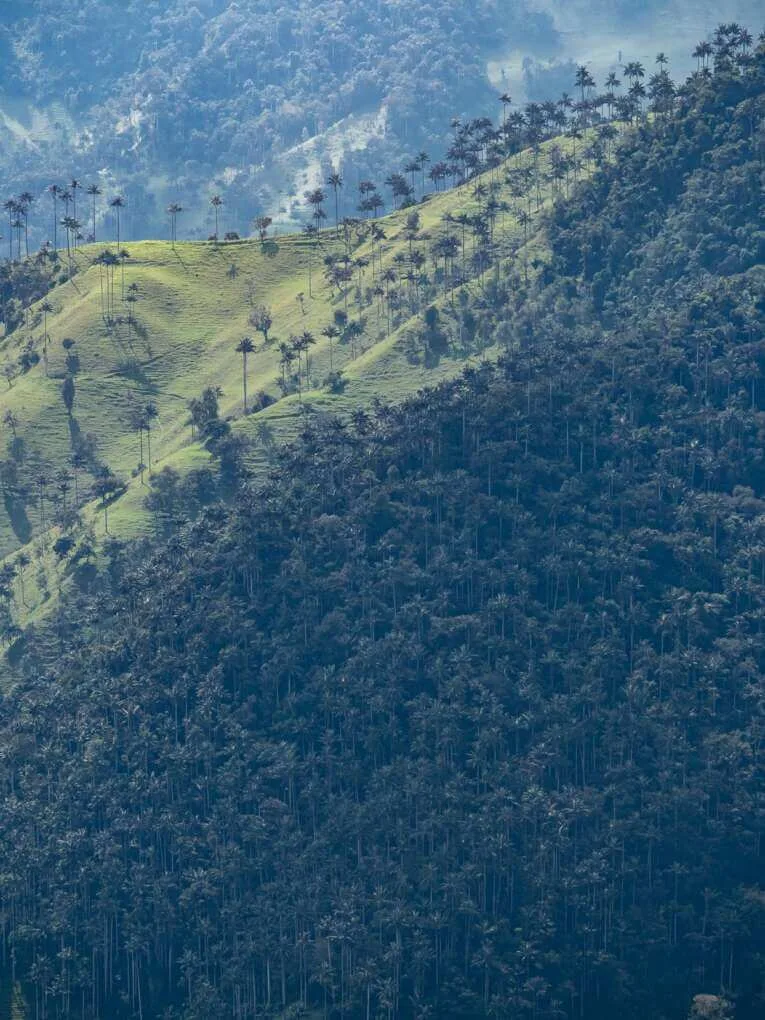 Vallée de la Carbonera (Tochecito), la plus grande forêt de palmiers de cire de Colombie