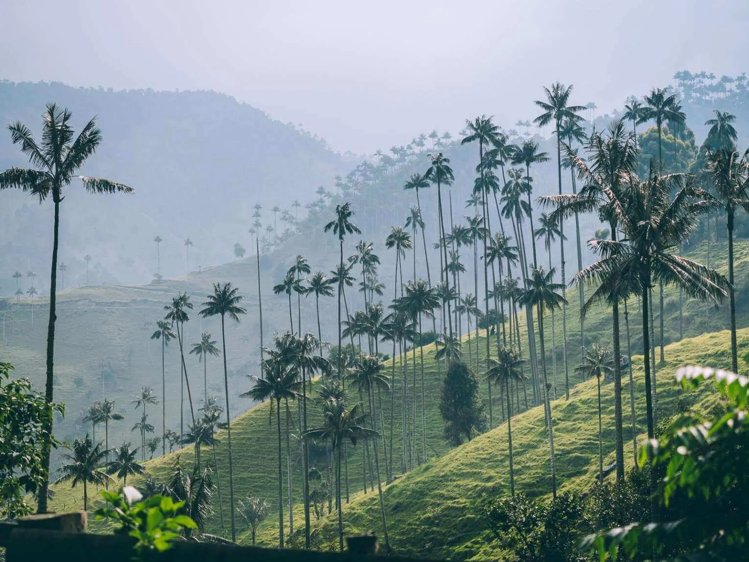 Carbonera Valley travel guide: visit the largest wax palm forest Carbonera Valley travel guide: visit the largest wax palm forest