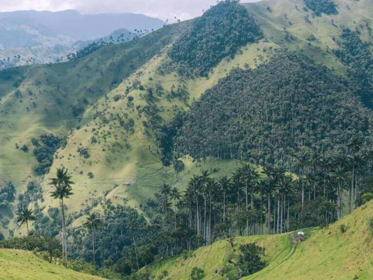Vallée de la Carbonera (Tochecito), la plus grande forêt de palmiers de cire de Colombie