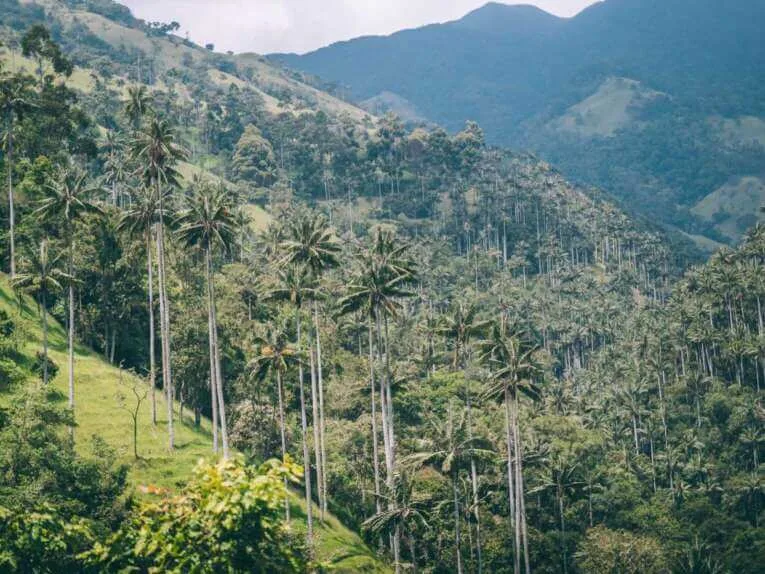 Vallée de la Carbonera (Tochecito), la plus grande forêt de palmiers de cire de Colombie