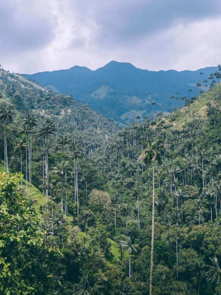Vallée de la Carbonera (Tochecito), la plus grande forêt de palmiers de cire de Colombie