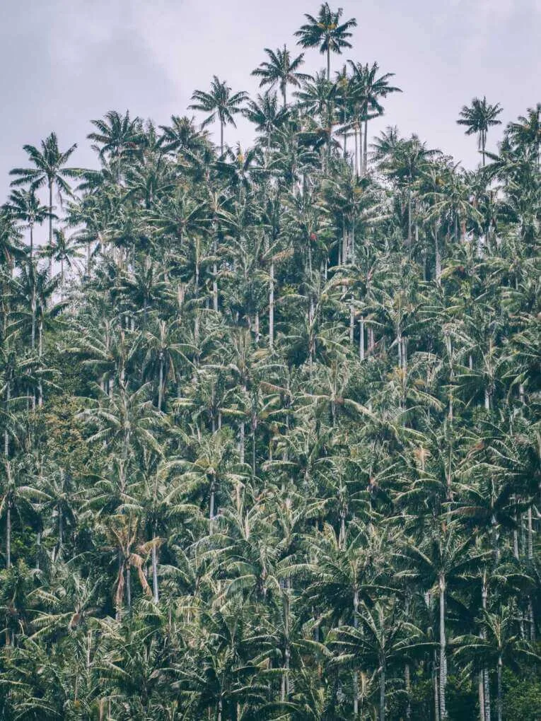 Vallée de la Carbonera (Tochecito), la plus grande forêt de palmiers de cire de Colombie