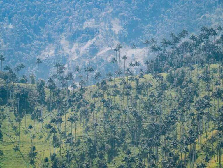 Vallée de la Carbonera (Tochecito), la plus grande forêt de palmiers de cire de Colombie